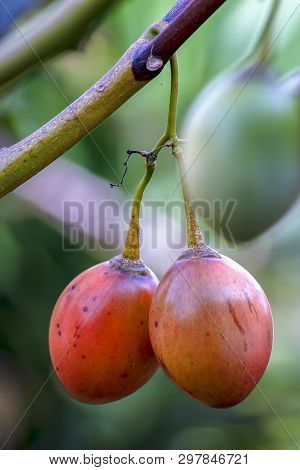 Close-up Photography Of Ripe Tamarillos Hanging From The Tree.  Captured At The Andean Mountains Of 