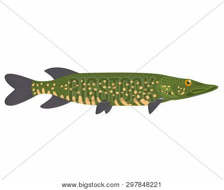 The Northern Pike (esox Lucius) Is Isolated On A White Background.