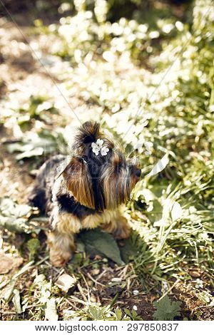 Yorkshire Terrier. Little Cute Dog On A Walk In The Park. Bright Background With Bokeh.