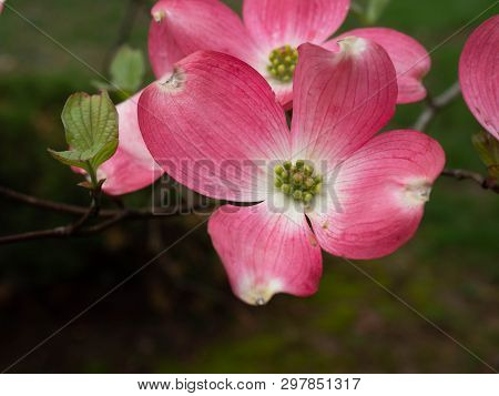 Pink Blooming Dogwood Blossom In The Spring