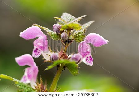 Spotted Dead Nettle (lamium Maculatum) Is A Perennial Herb Of The Mint Family