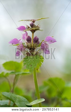 Spotted Dead Nettle (lamium Maculatum) Is A Perennial Herb Of The Mint Family