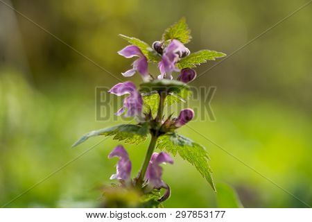 Spotted Dead Nettle (lamium Maculatum) Is A Perennial Herb Of The Mint Family