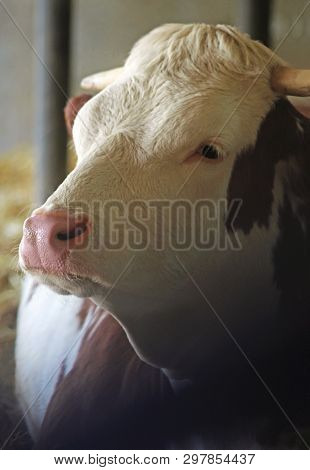 Head Of A Simmental Cow In A Stable, Close-up