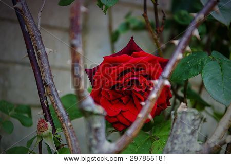 Rose - The Queen Among Flowers - Natural Scenery