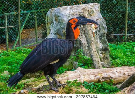 Closeup Of A Southern Ground Hornbill Holding Its Killing, Tropical Bird Of Prey From Africa, Vulner