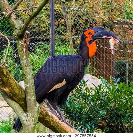 Southern Ground Hornbill Sitting On A Branch And Holding Its Killing, Large Bird Of Prey From Africa