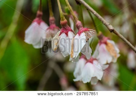 White And Pink Cherry Blossoms In The Spring