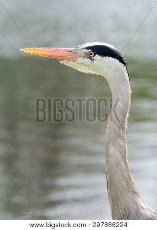 Close Up Head Shot Of A Heron