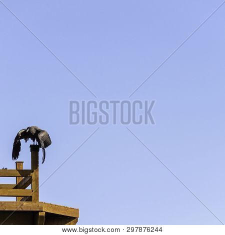 Young Andean Condor (vultur Gryphus) In Warwick, United Kingdom