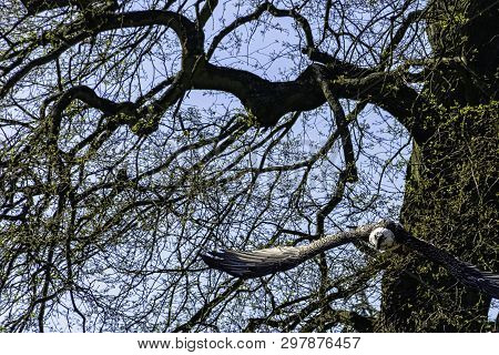 Flying Bearded Vulture (gypaetus Barbatus), Also Known As The Lammergeier Vulture (or Lammergeyer) O