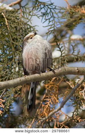 dlouho sledoval tit v přirozeném prostředí (Aegithalos caudatus)
