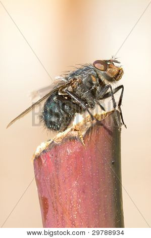 검은 파리 클로즈업 / Calliphora vomitoria / 블루 병 비행
