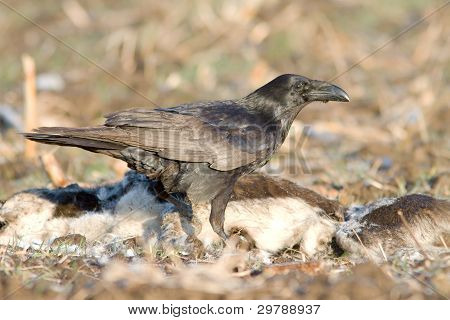 ワタリガラス (カラス corax)