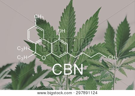 Cbn Formula, Cannabinoid . Despancery Business. Cannabinoids And Health, Medical Marijuana, Hemp Ind
