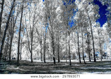 Infrared View Of Foilage And Trees Shot With 665 Nanometer Concerted Dedicated Camera