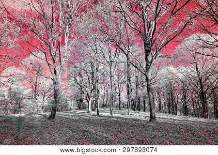 Infrared View Of Foilage And Trees Shot With 665 Nanometer Concerted Dedicated Camera