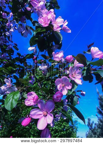 Apple Tree Blossoms Against Blue Sky. Spring Flowers
