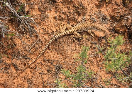 Whiptail Lizzard