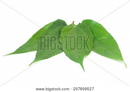 Laurel Clockvine, Blue Trumphet Vine On White Background.
