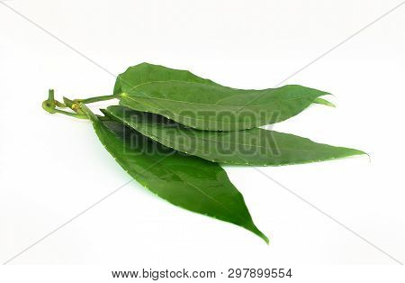 Laurel Clockvine, Blue Trumphet Vine On White Background.