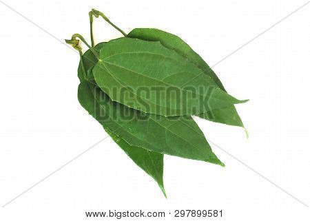 Laurel Clockvine, Blue Trumphet Vine On White Background.