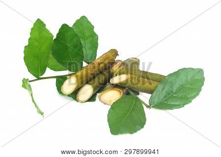 Streblus Asper Lour.has Anti-bacterial Effect, Treat Toothache And Has Anti-inflammatory Effect.with