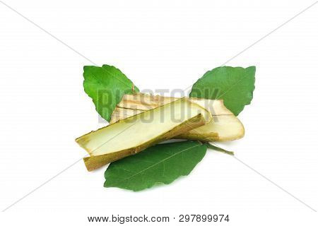 Streblus Asper Lour.has Anti-bacterial Effect, Treat Toothache And Has Anti-inflammatory Effect.with