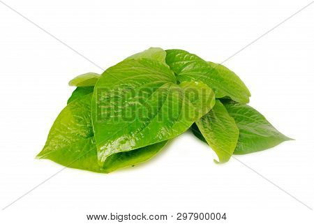 Wildbetal Leafbush Is Used To Extract Various Medicinal Medicines As Thai Medicinal Plants.(with Cli