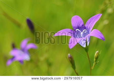 Summer Maedow, Wild Bell Flowers Close Up
