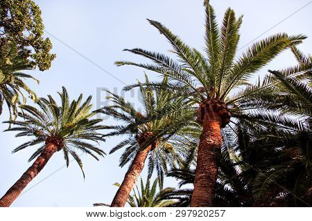 Coconut Tree Canopy With Sky In Close Up. Palm Trees In The Park In A Beautiful Environment On A Sun