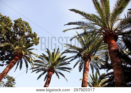 Palm Trees Canopy With Sky In Close Up. Nature Background. Palm Trees In The Park In A Beautiful Env