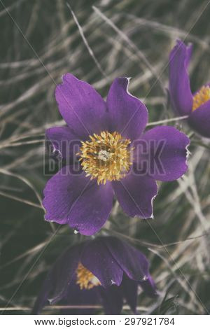 Pasque Flower. Spring Flowers. Flower In Meadow. Purple Flower.