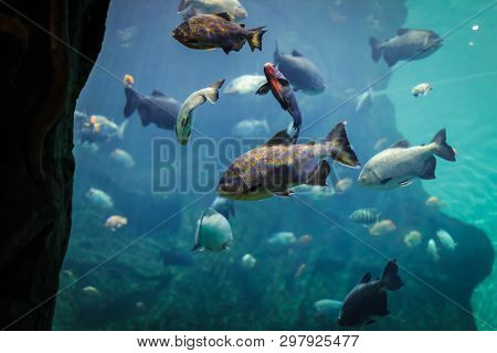 A Marine Aquarium With Fishes And Seaweed. Underwater Wild Life Beckground