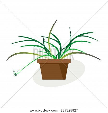 Indoor Tropical Plant Chlorophytum Blooming In Pot. Vector Drawing On White Background. For Interior