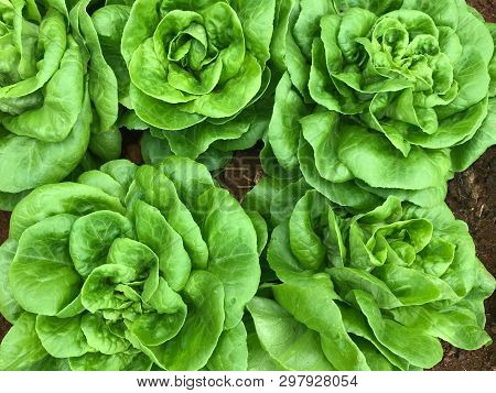 Top View Shot Of Green Butterhead Vegetable On Soil Garden In Daylight