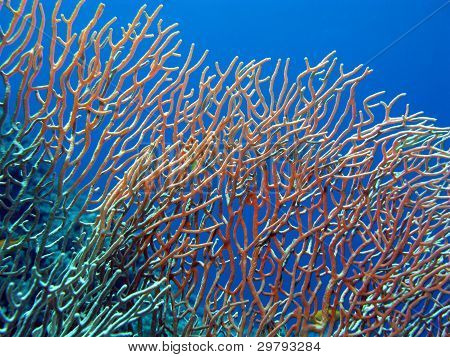 koralrev med gorgonian