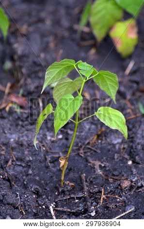 Seedling of Catalpa Bignonioides
in the open ground 