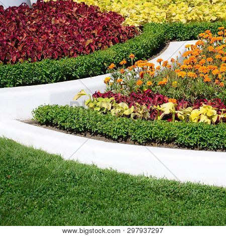 Coleus Flowerpot. Beautiful Perspective Of Natural Coleus Plant Leaves