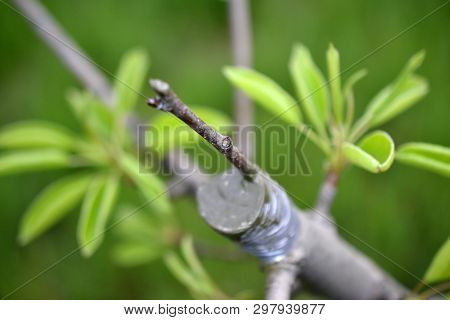 Grafting Fruit Tree , Grafted Place By Grafting Tape.