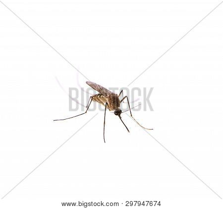Mosquito An Isolated On White Background, Closeup