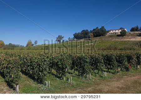 Winnice w Saint Emilion