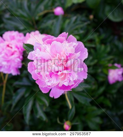 Delicate Pink Peonies In The Garden In Garden