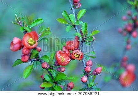 Japanese Quince or Chaenomeles japonica. Flowers of Chaenomeles japonica in the spring garden