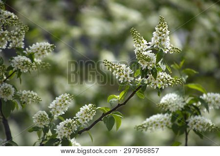 Blossoms Of European  Bird Cherry Tree (prunus Padus). Blooming Prunus Padus, Known As Bird Cherry, 