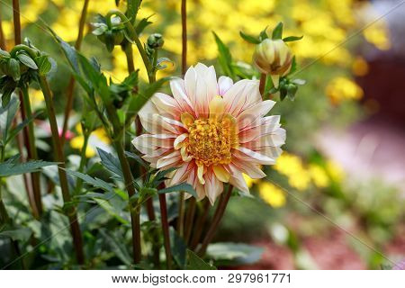 Beautiful Dahlia Polka Haze In Summer Garden Park