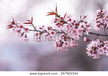 Wild Himalayan Cherry Or Prenus Cerasoides, Call 