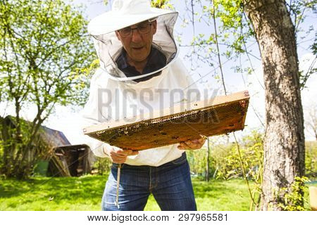 Beekeeper Is Looking Swarm Activity Over Honeycomb On Wooden Frame, Control Situation In Bee Colony.