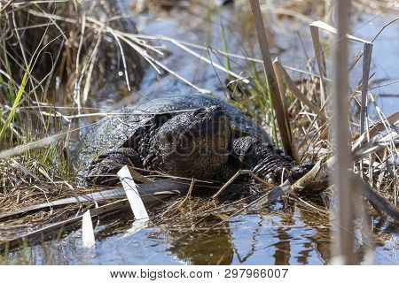 Old Common Snapping Turtle (chelydra Serpentina) In The Conservation Wildlife Area In Wisconsin.