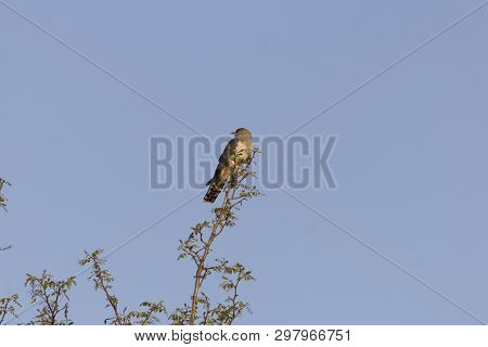 Common Cuckoo, Cuculus Canorus